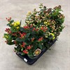 HYPERICUM 13 CM MIRACLE MIX